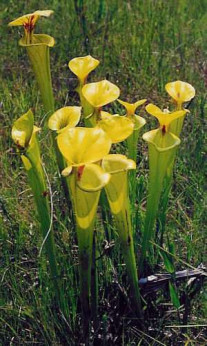 Sarracenia flava / Plante carnivore