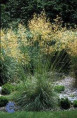 Stipa gigantea / Stipe géante