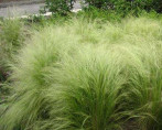 Stipa tenuissima 'Poney Tails' / Cheveux d'ange