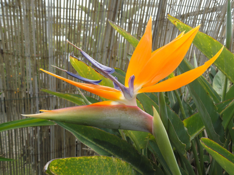 Strelitzia reginae / Oiseau du Paradis