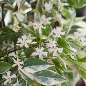 Trachelospermum jasm. variegatum  / Faux jasmin étoilé panaché