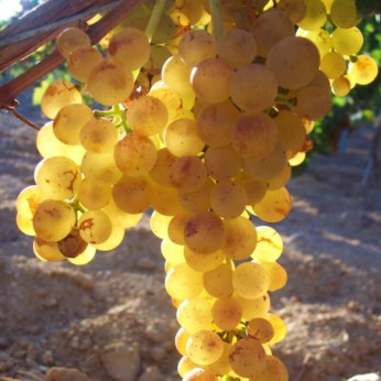 Vitis vinifera 'Goldberry' / Vigne (résistante aux maladies)