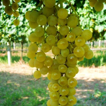 Vitis vinfera 'Polonais' / Vigne (résistante aux maladies)