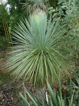 Yucca linéaris