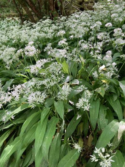 Allium ursinum / Ail des ours