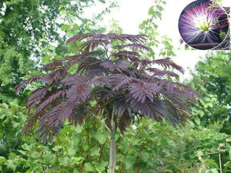 Albizia 'Summer chocolate'