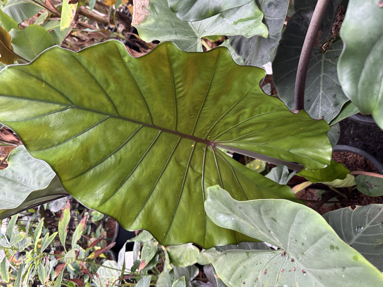 Alocasia sumo