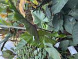 Alocasia sumo