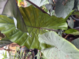 Alocasia sumo