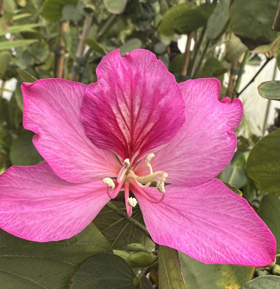 Bauhinia variegata / arbre à Orchidée