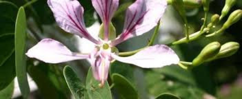 Bauhinia yunnanensis / arbre à orchidées (grimpant)