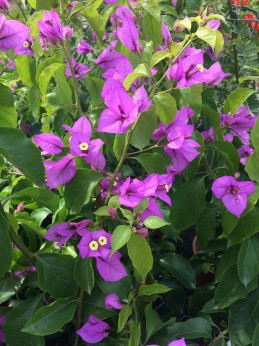 Bougainvillea spectabilis (x) glabra 'Violet de Mèze'