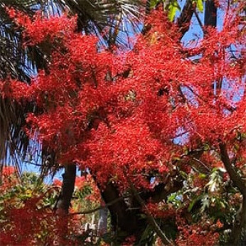 Brachychiton acerifolius flamme australienne