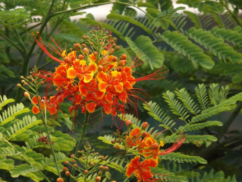 Caesalpina pulcherrima / petit flamboyant