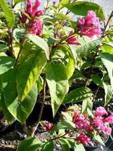 Cestrum fasciculatum 'newelii'