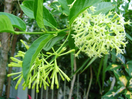 Cestrum nocturnum / Jasmin de Nuit