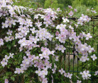 Clematis montana 'Tetrarose' / Clématite