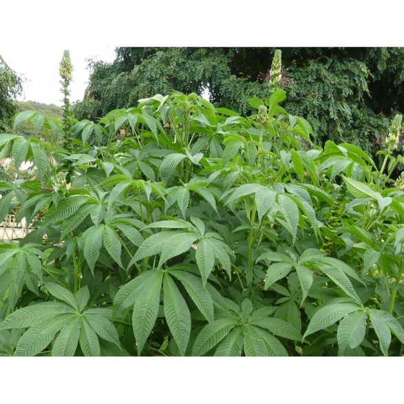 Cleome arborescente 'Anomala'