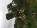 Cleome arborescente 'Anomala'