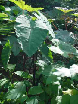 Colocasia antiquorum