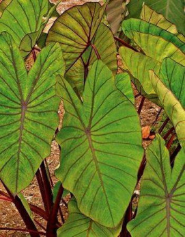 Colocasia esculenta blue hawaii