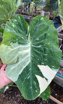 colocasia el paio , milkyway