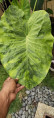 Colocasia morning dew