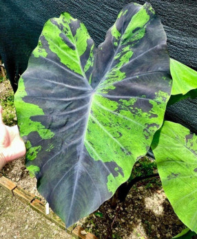 Colocasia anubis