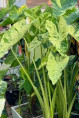 Colocasia esculenta aquatilis paraiso