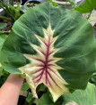 Colocasia aurora princess