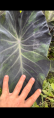 Colocasia 'Black marble'