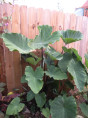 Colocasia big dipper