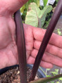 Colocasia big dipper