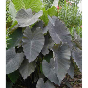 Colocasia esculenta 'Black ruffles'