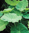 Colocasia Gigantea / Leucocasia gigantea