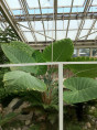 Colocasia Gigantea / Leucocasia gigantea