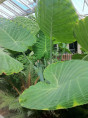 Colocasia Gigantea / Leucocasia gigantea