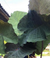 Colocasia 'Crocodile leather'