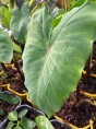 Colocasia 'Crocodile leather'