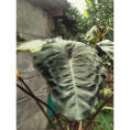 Colocasia 'Crocodile leather'