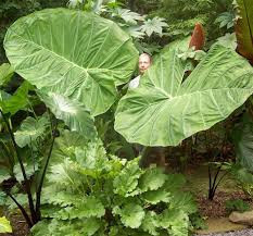 Colocasia 'Gigantea Thailand Giant' (Leucocasia)