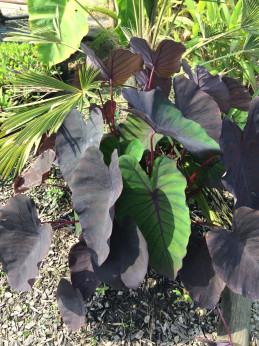 Colocasia 'Madeira'