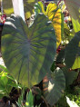 Colocasia 'Madeira'