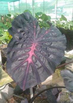 Colocasia purple star