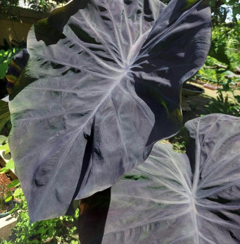 Colocasia 'Amethyst'