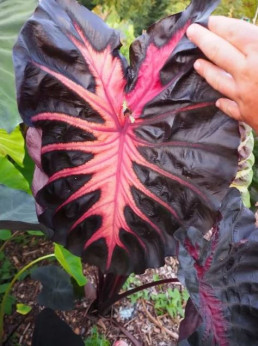 Colocasia 'Rédemption'