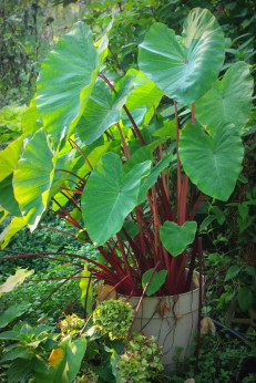 Colocasia esculenta 'Sangria'