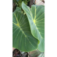 Colocasia yellow widow