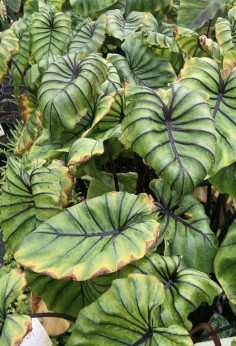 Colocasia Cophama 'Pharaoh's mask®' (Pharaon)