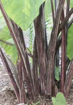 colocasia tiger stripe